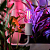 Лампа светодиодная филаментная 11.5Вт A60 грушевидная прозрачная E27 1150лм 0.25% Blue 440-470Nm 0.75% Red 630-670NmK для растений Rexant 604-146