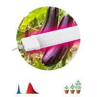 Светильник для растений FITO-36W-RB-N 36Вт 220-240В IP65 проф. спектр для периода вегетации прозр. рассеив. ЭРА Б0045697